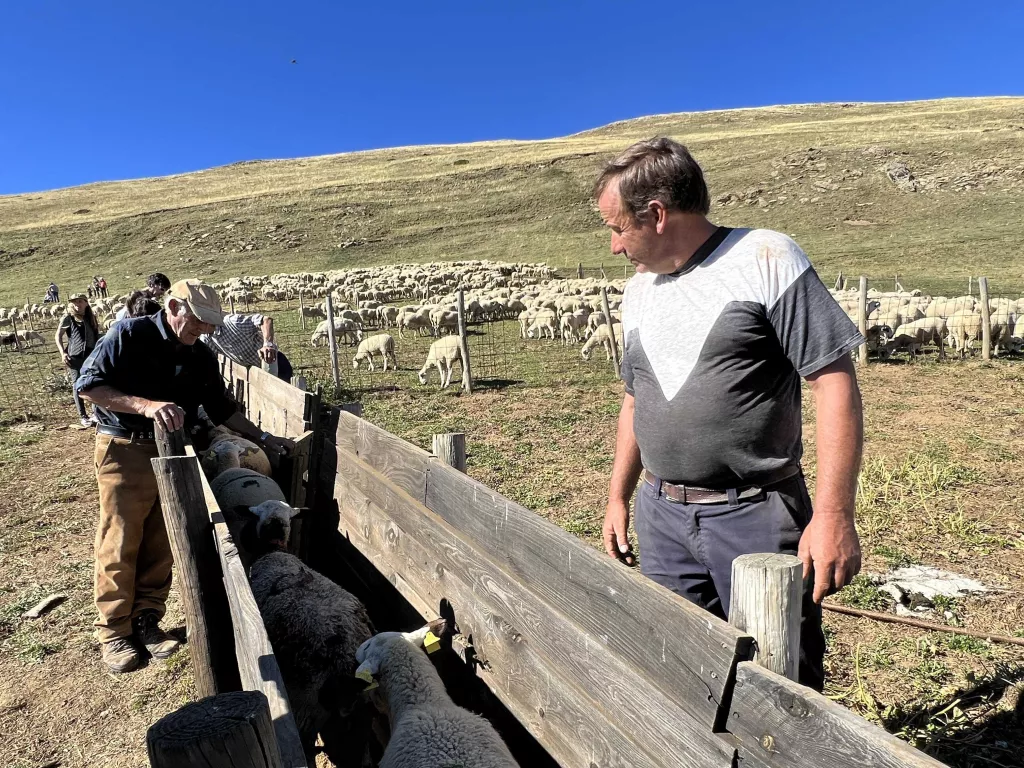 ⏯️ La Vall d'Àssua manté viva la tria d'ovelles amb ganxo