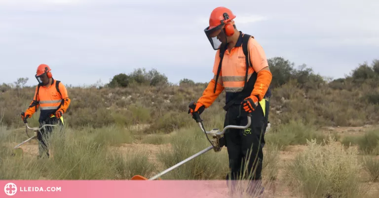 ⏯️ Comença la restauració de l'hàbitat a Mas de Melons per afavorir que s'hi estableixi l'alosa becuda
