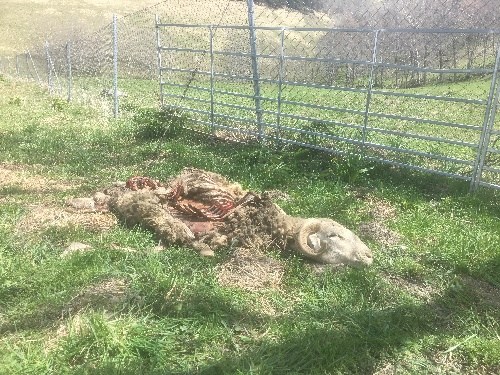 Aran foragitarà l’ós de Bagergue després de dos atacs a un mateix ramat en quinze dies