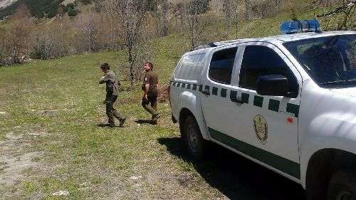 Foragiten l’ós de Bagergue amb petards per tal d’evitar més atacs