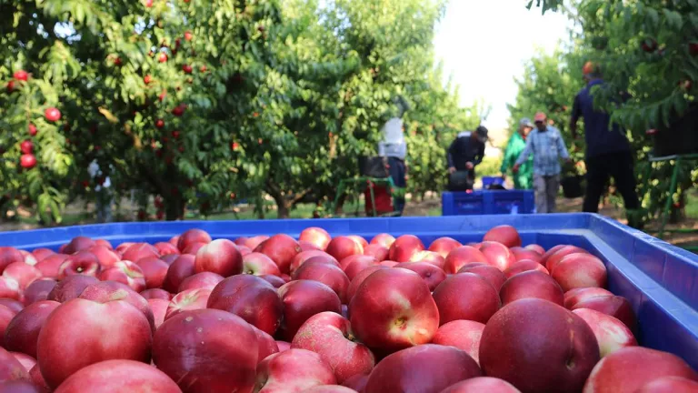 La causa de la mort del temporer al Segrià hauria estat "l'estrès per la calor”