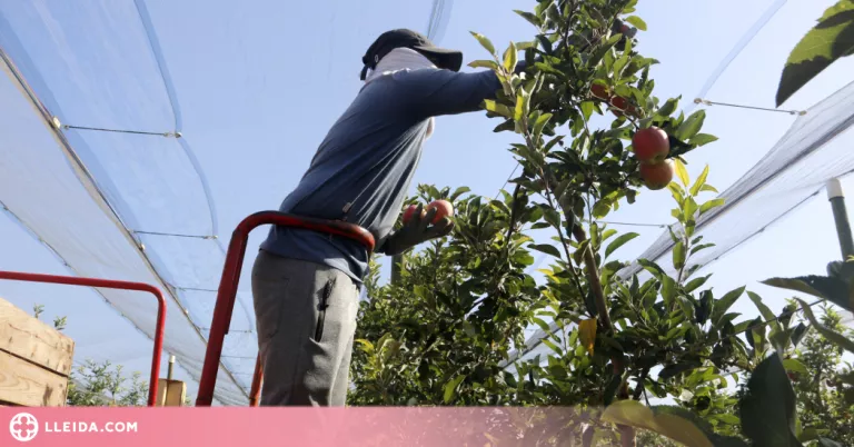 La sequera obliga set empreses agrícoles de Ponent a presentar expedients de regulació d'ocupació aquest estiu