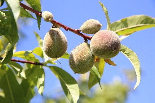 Els productors de Lleida asseguren més de 340 milions en fruites