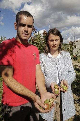 Més de 3.300 ha de fruita i 2.150 de cereals, amb greus danys per la pedra de dissabte