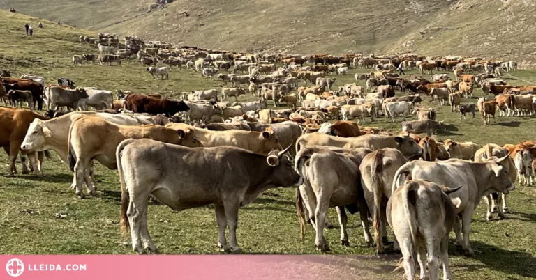 ⏯️ Les més de 1.500 vaques que han passat l'estiu a la muntanya de Llessui tornen cap a casa