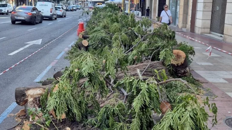 La Paeria qualifica d’inevitable la polèmica tala d’arbres a Rovira Roure