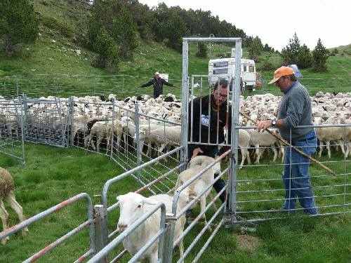 Agrupen ramats al Sobirà per protegir-los de l’ós