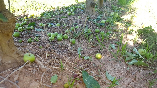 La Plataforma de la fruita es planteja tallar carreteres per Sant Joan