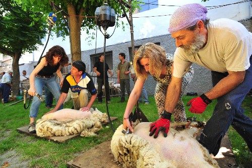 Sort recupera per un dia l’art d’esquilar ovelles amb tisora