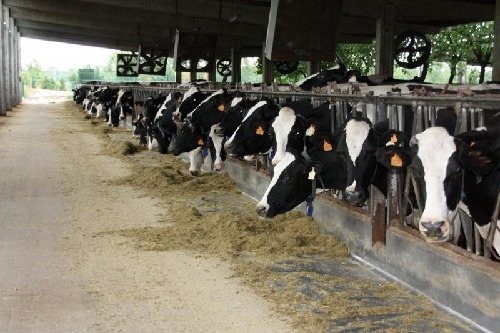 La UE augmenta la producció làctia a pesar de la crisi