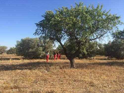 Assaig amb públic en ple camp d’una ‘performance’ de FiraTàrrega