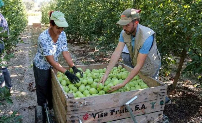 Afrucat adverteix que les limitacions de mobilitat "posen en risc" al sector de la fruita a Catalunya