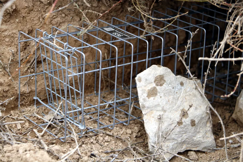⏯️ Col·loquen gàbies trampa per caçar conills en zones de Tàrrega afectades pels danys a conreus