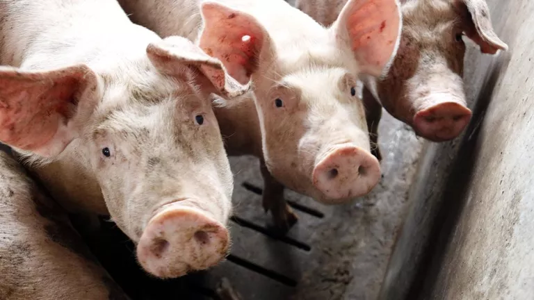 Europa deixa Ponent fora del perímetre exclòs de les exportacions de porc per la PPA