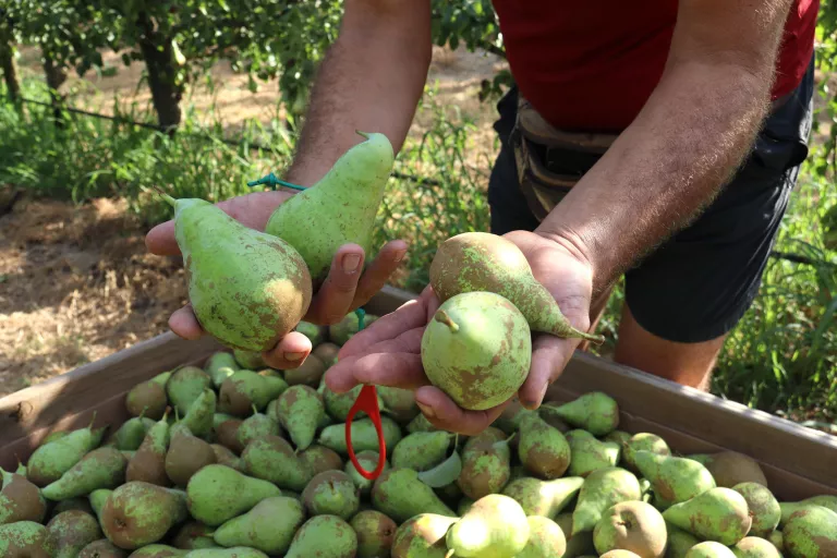 La calor provoca pèrdues de fins al 80% en algunes finques de pera conference de Ponent