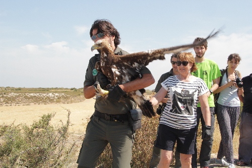 Una àguila reial torna a volar a Mas de Melons