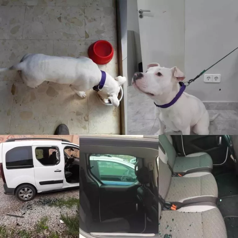 Amenacen de mort i assetgen als agents de Protecció Animal de Mollerussa