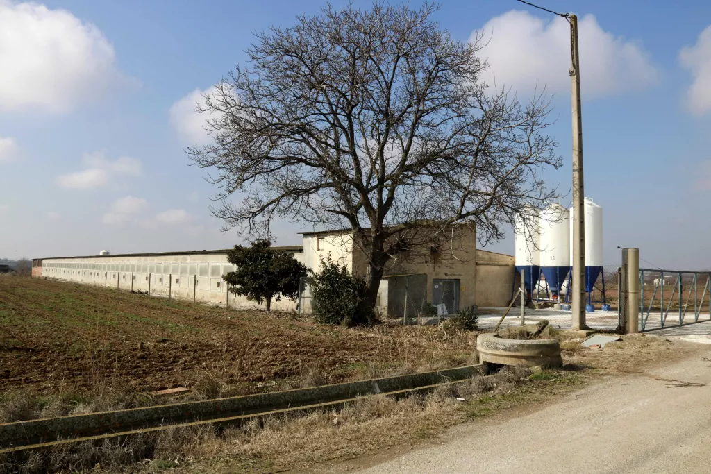 ⏯️ Inicien el sacrifici d'uns 37.000 galls d'indi i 50.000 guatlles pel cas de grip aviària a les Garrigues