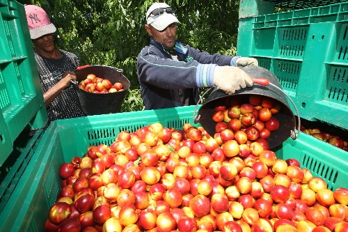 La Plataforma de la Fruita acusa la distribució d’alentir compres