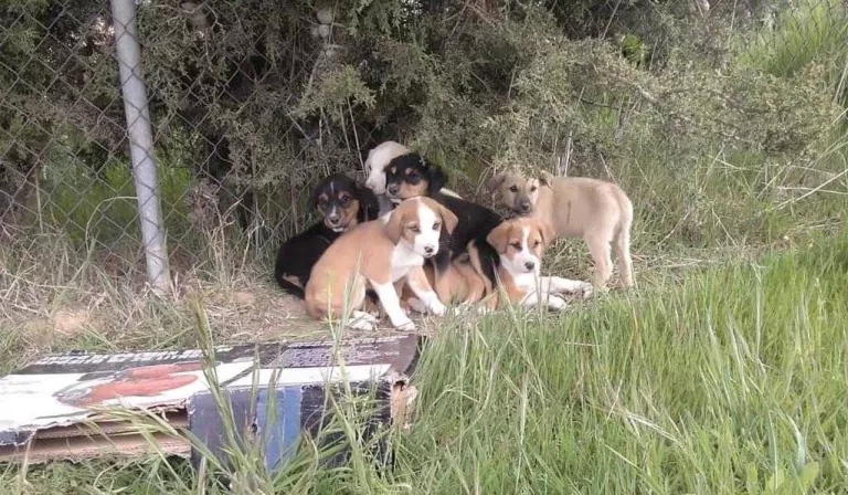 Abandonen un grup de cadells a la protectora d’Alguaire