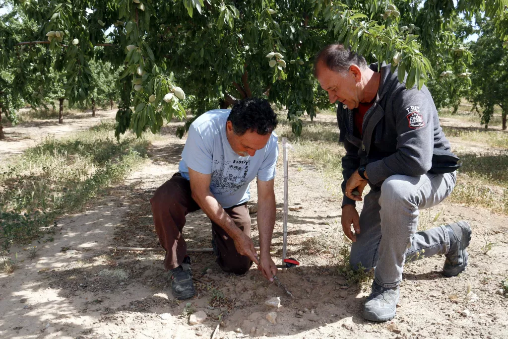 ⏯️ Regants del Segarra-Garrigues: "Haurem de repartir l'aigua d'una setmana per tot el mes. Els arbres no sobreviuran"