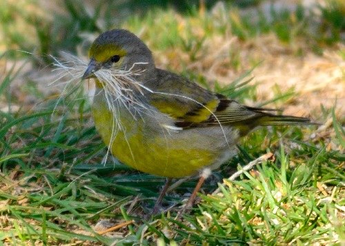 Exposició ‘bestial’ a Isona