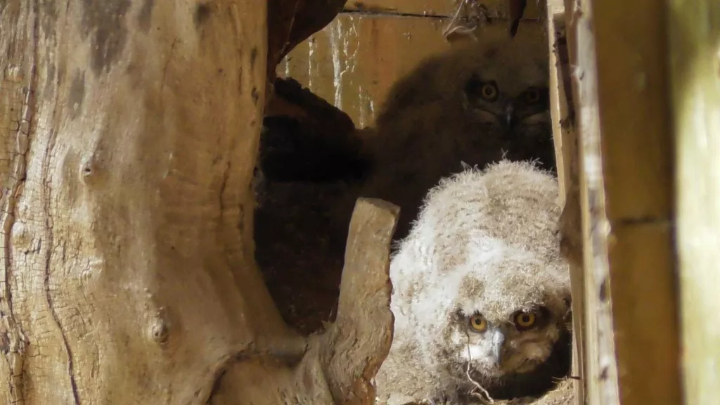 Neixen tres cries de duc al centre de fauna de MónNatura Pirineus