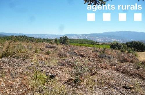 Denuncien una tala de roures i alzines a Tremp