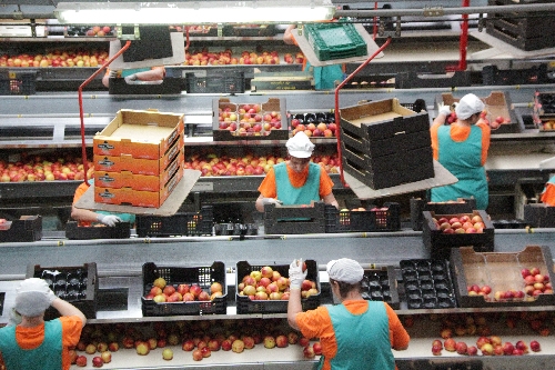 Els pagesos desemborsen 85 milions a l’any en salaris per recollir la fruita