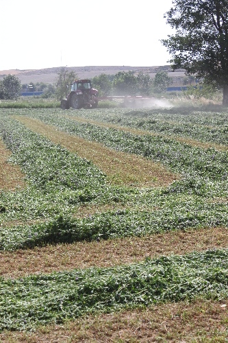Els productors, preocupats pel baix preu de l’alfals