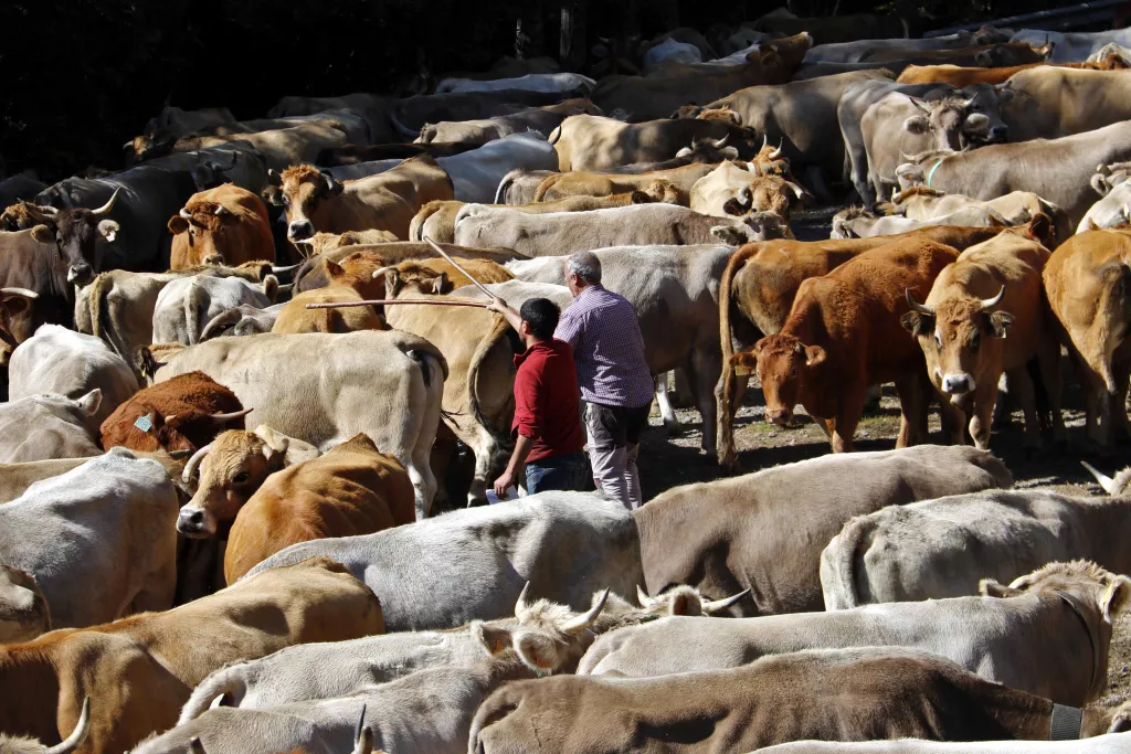⏯️ Una trentena de ramaders recullen les més de 1.200 vaques que han passat l'estiu a la muntanya