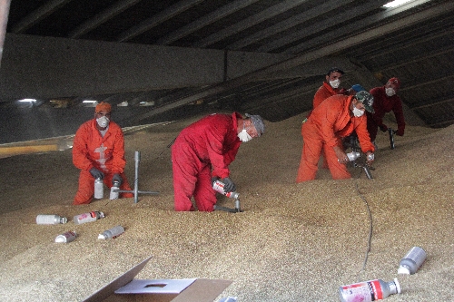 Pèrdues d’un 8% per plagues en l’emmagatzemament dels cereals