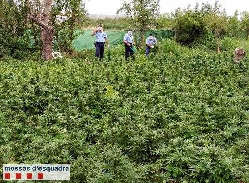 Detinguts una vintena de lleidatans en un any per conrear ‘maria’ de manera industrial