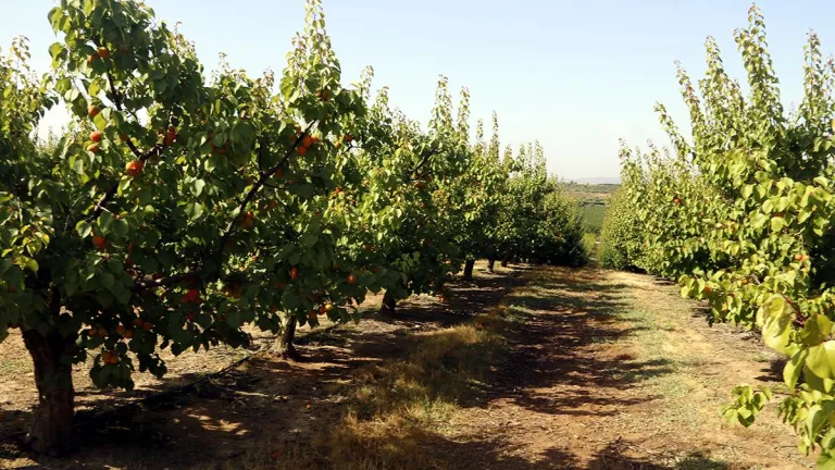 Augmenten els joves menors de 20 anys que treballen a la campanya de la fruita