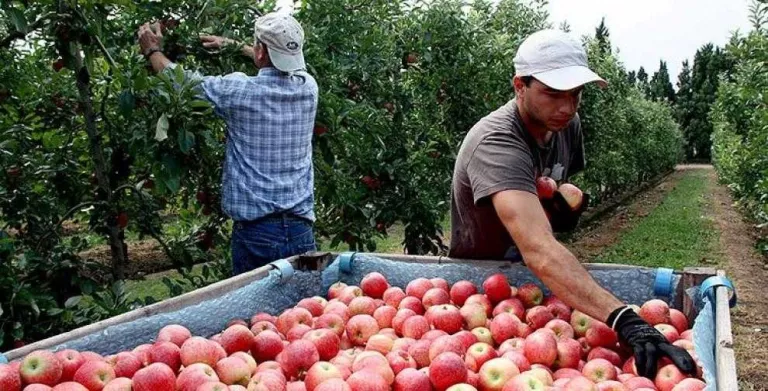 Ciutadans Lleida proposa l'ús d'hotels per a allotjar els temporers de la fruita
