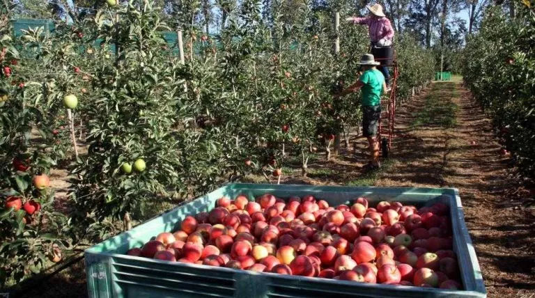 Catalunya torna a batre el rècord de vendes de poma i pera per segon mes consecutiu