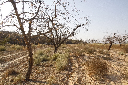 La collita d’oli d’oliva pot caure un 50 per cent si continua la sequera