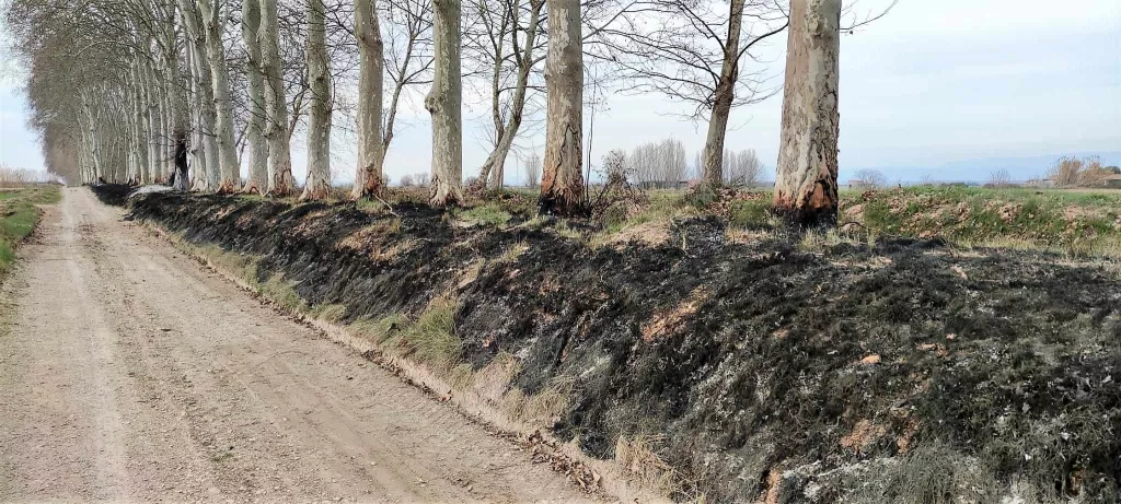 El canal d'Urgell condemna la crema d'arbres de la banqueta al Palau d'Anglesola i Bellvís