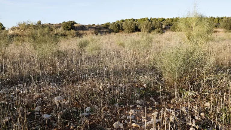 Divuit parcel·les a Lleida en la primera convocatòria d'arrendament de terres en desús