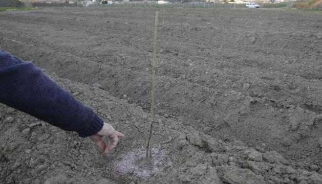Roben 61 arbres fruiters acabats de plantar en una finca de Copa d’Or
