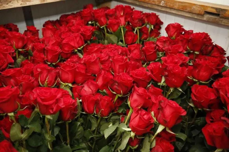 Alerten dels perjudicis de vendre roses grogues per Sant Jordi per al sector
