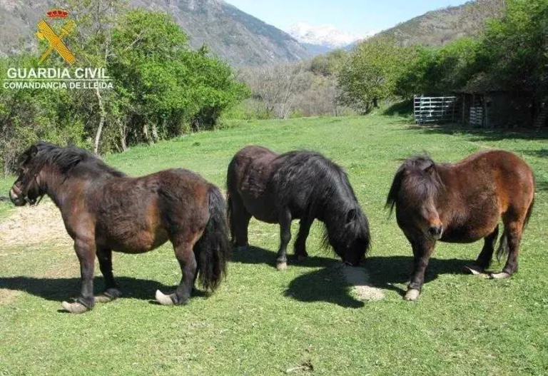 La Guàrdia Civil denuncia la mala cura de tres ponis al Pallars Jussà