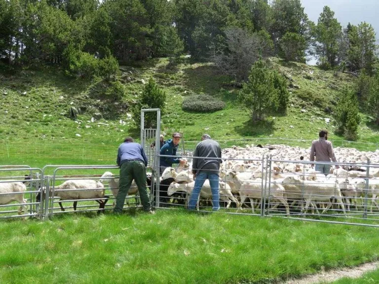 El Govern indemnitzarà ovelles mortes encara que no les hagi matat l’ós si estan agrupades