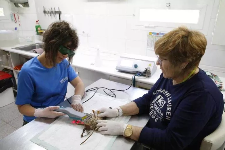 Vallcalent, pioner a tractar amb làser aus electrocutades