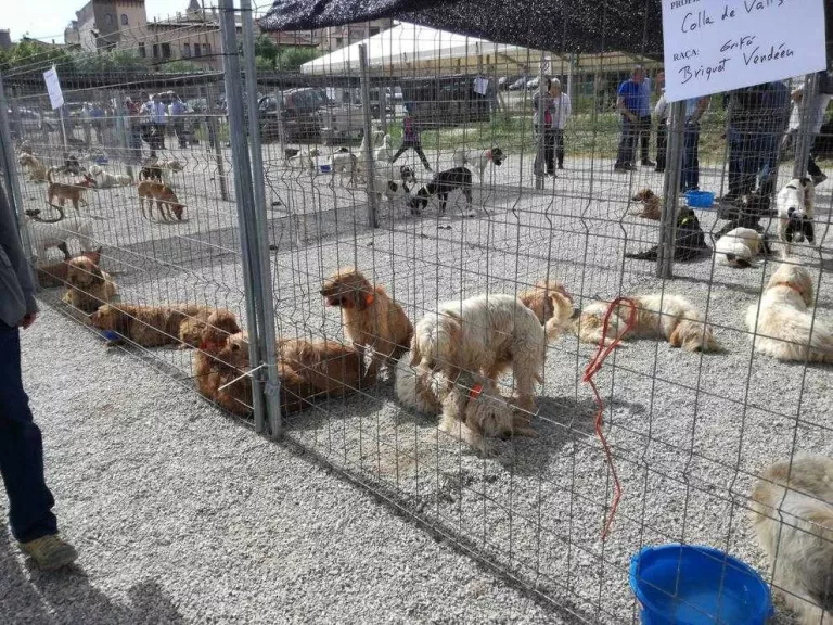 Més de 30 expositors i 150 gossos a la Fira del Caçador de Solsona
