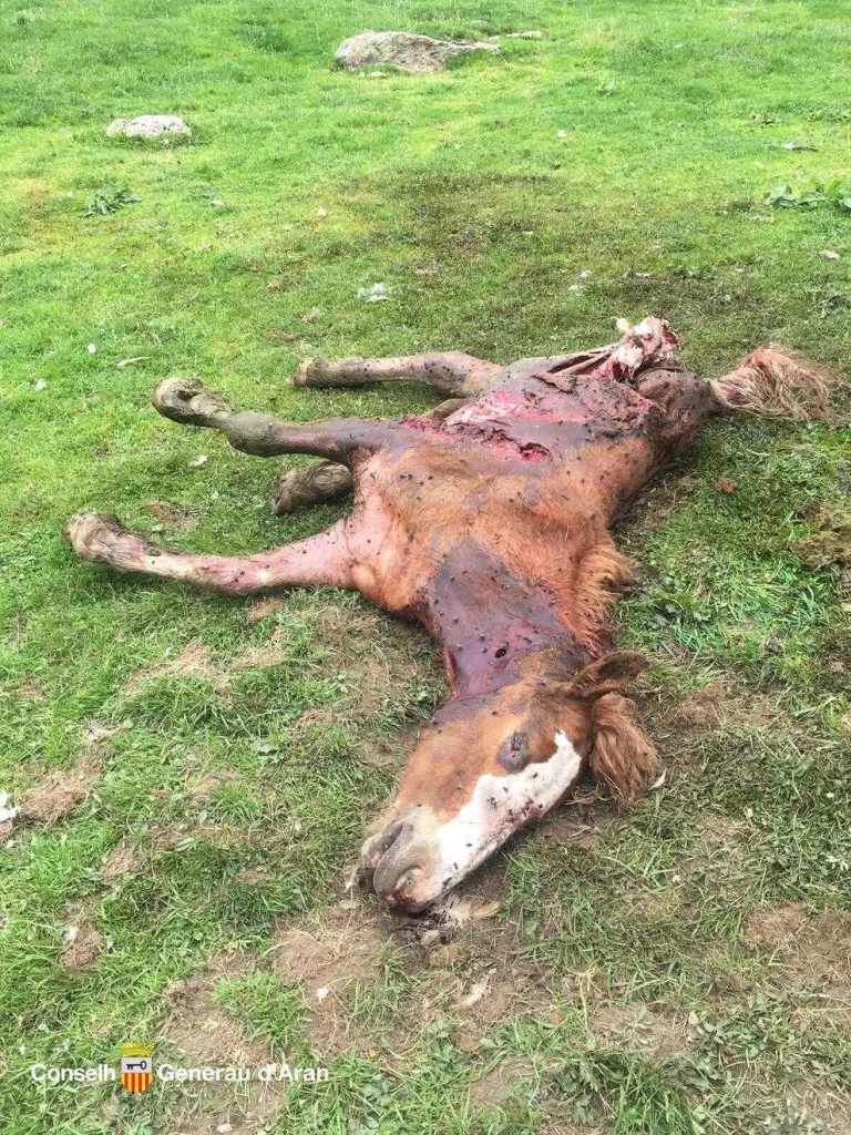 Aran denuncia un nou atac de l’ós Goiat a cavalls
