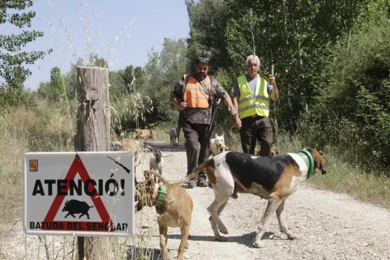 Avancen batudes de senglars abans de la sembra per reduir els danys