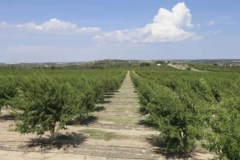 La producció d’ametlles a Lleida pot créixer fins a un 50% amb millores en el reg