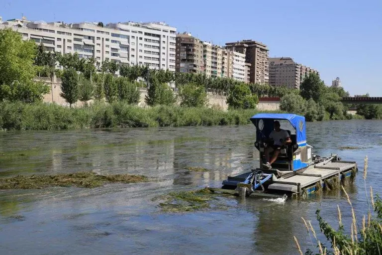 La CHE reitera que la retirada d’algues no és competència seua i que l’avalen dos lleis
