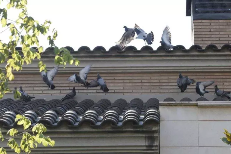 Queixes per una invasió de coloms a Ciutat Jardí a causa de l'Arborètum